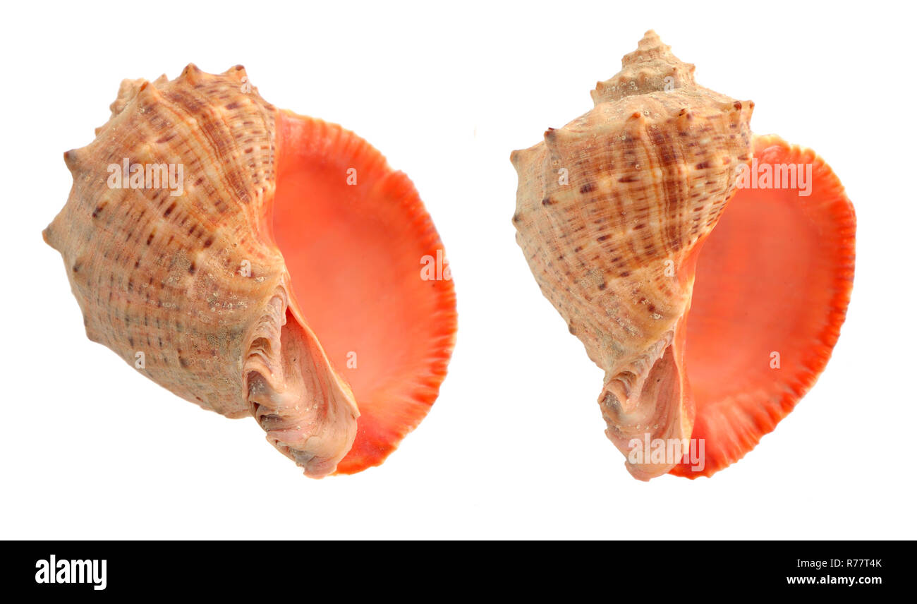 Cockleshells isoliert auf einem weißen Hintergrund. Stockfoto
