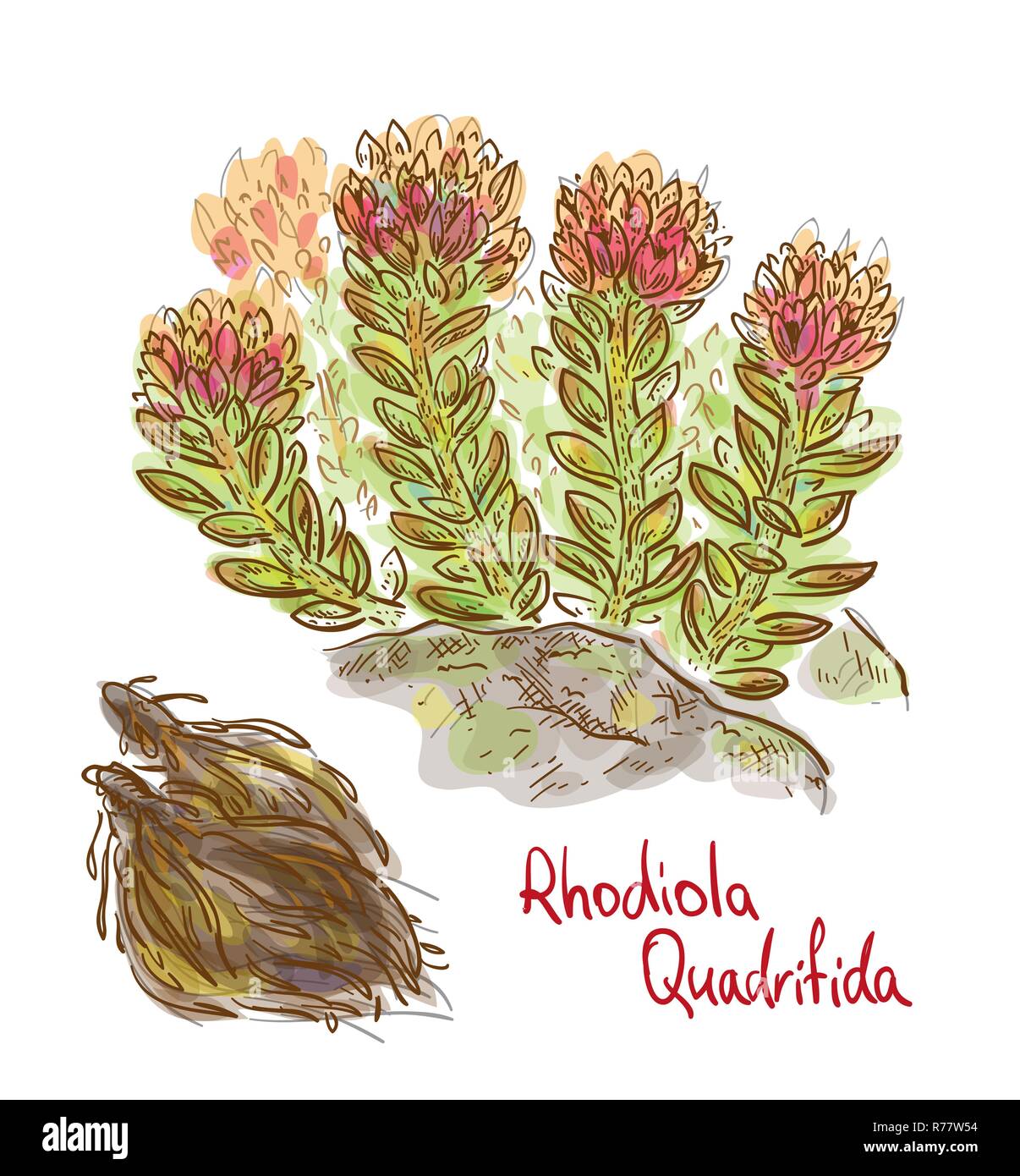 Rhodiola quadrifida Anlage mit getrockneten Wurzeln. Vector Illustration. Stock Vektor