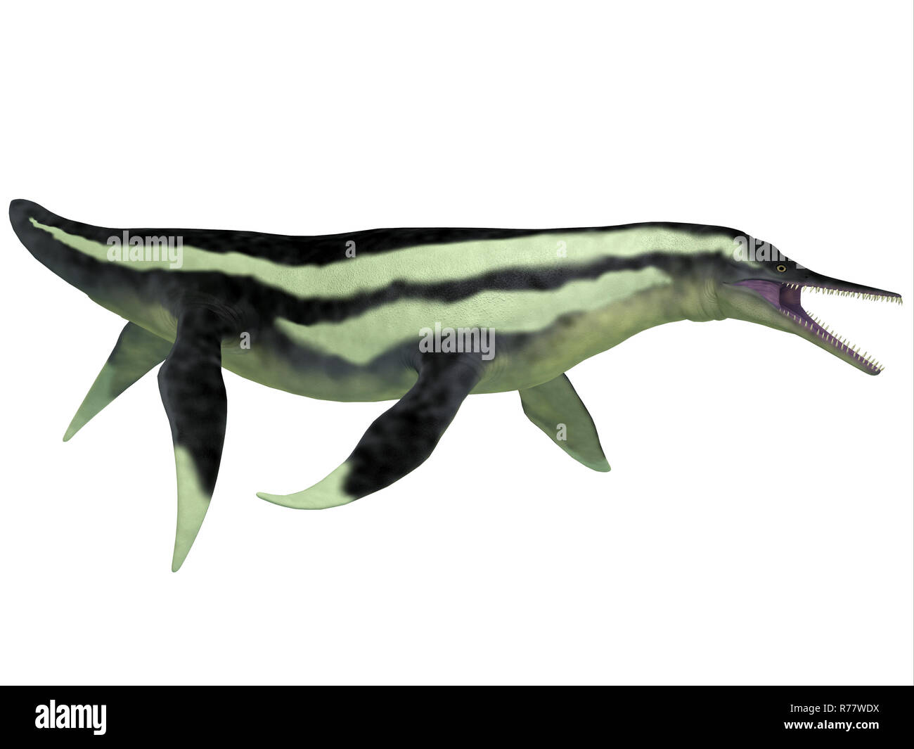 Plesiosaur dinosaurier Fotos und Bildmaterial in hoher Auflösung Alamy