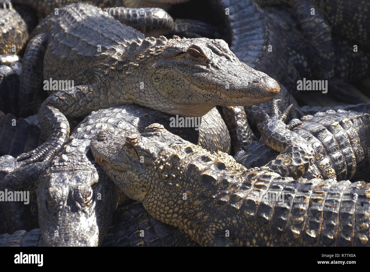 Alligatoren Zucht. Stockfoto
