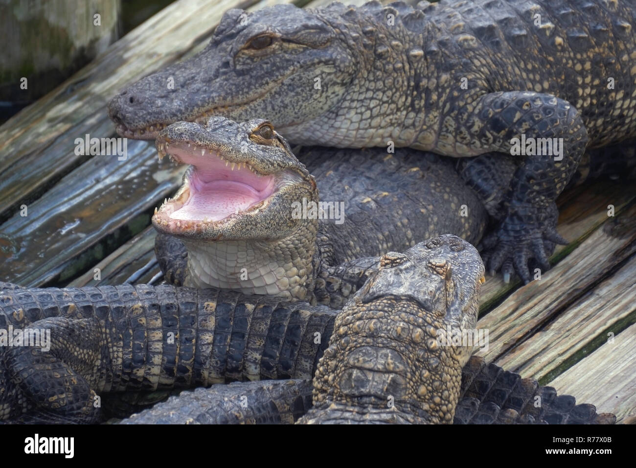 Alligator mit Mund offen. Stockfoto