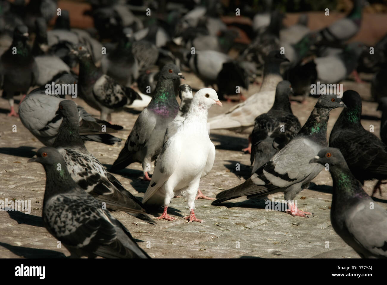 Weiße Taube in einer Gruppe von Taube Stockfoto Weiße Taube in einer Gruppe von Taube Stockfoto