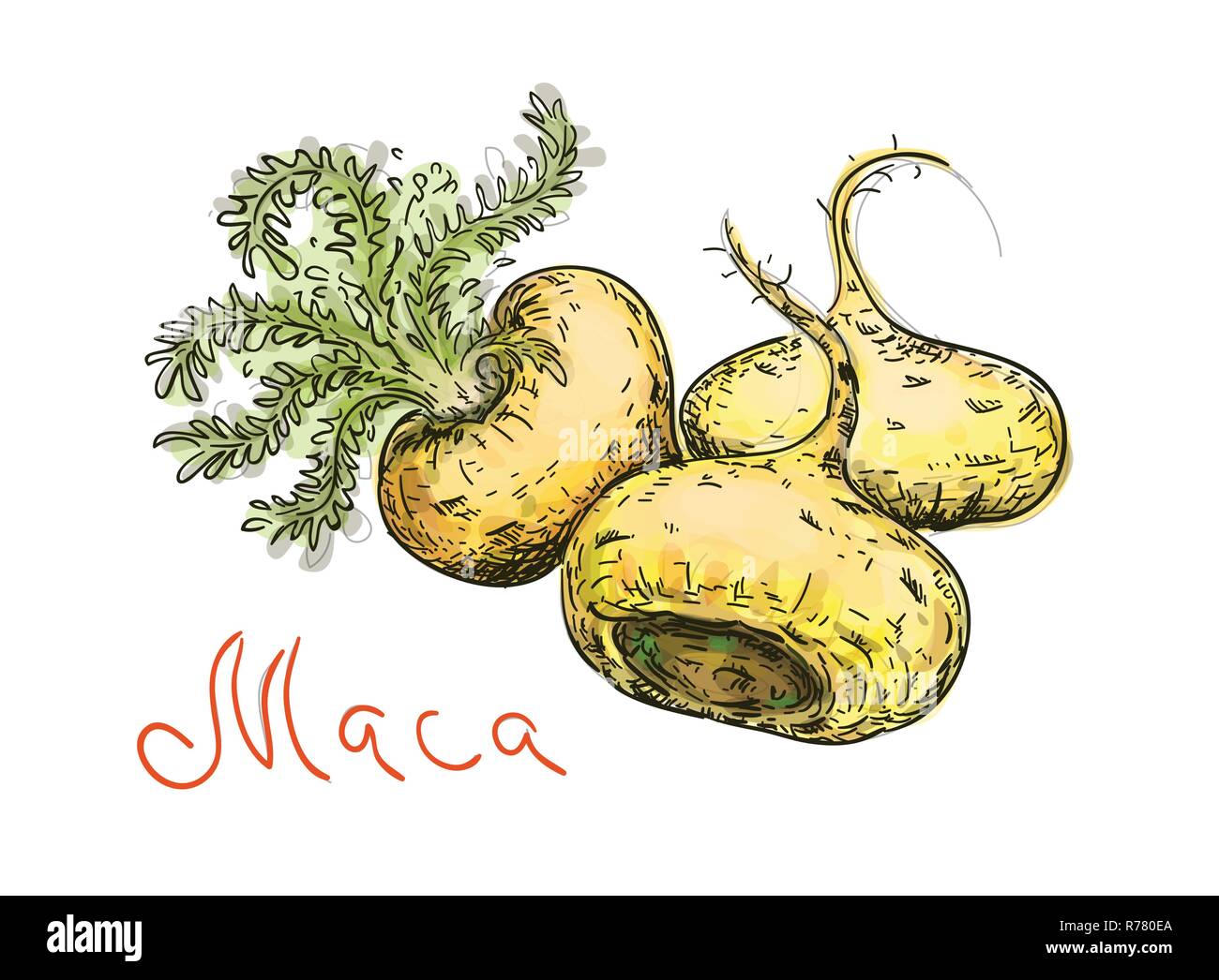Lepidium meyenii, Maca, Maca - Maca, maino, ayak ayak chichira, Willku. Vector Illustration. Stock Vektor