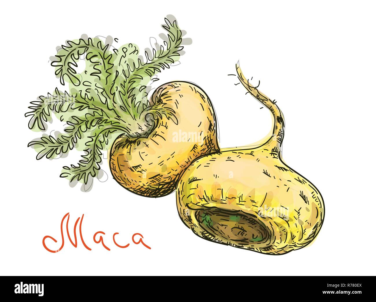 Lepidium meyenii, Maca, Maca - Maca, maino, ayak ayak chichira, Willku. Vector Illustration. Stock Vektor