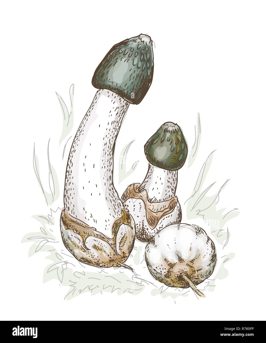 Phallus impudicus, umgangssprachlich die gemeinsame Exemplar des Gemeinen Stinkmorchels. Vector Illustration. Stock Vektor