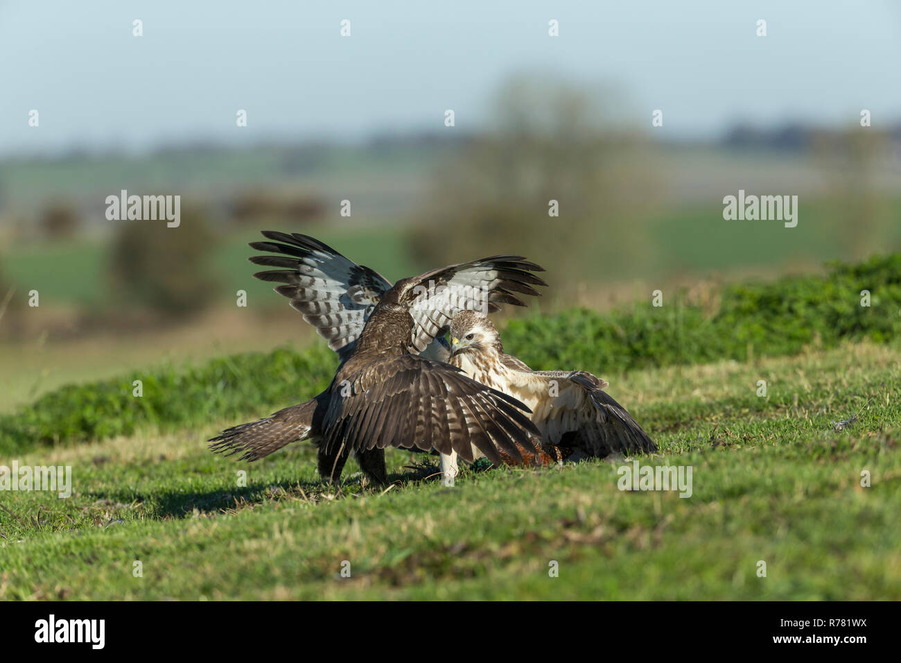 Mäusebussard Buteo buteo, Paar sparring über Gemeinsame Fasan Phasianus colchicus töten, Berwick Bassett, Wiltshire, UK, November Stockfoto