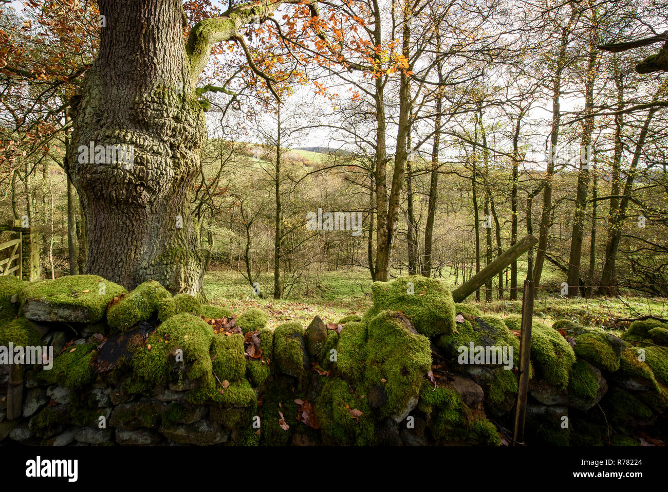 Trockenmauer, Hayfield, Cheshire, England. Stockfoto