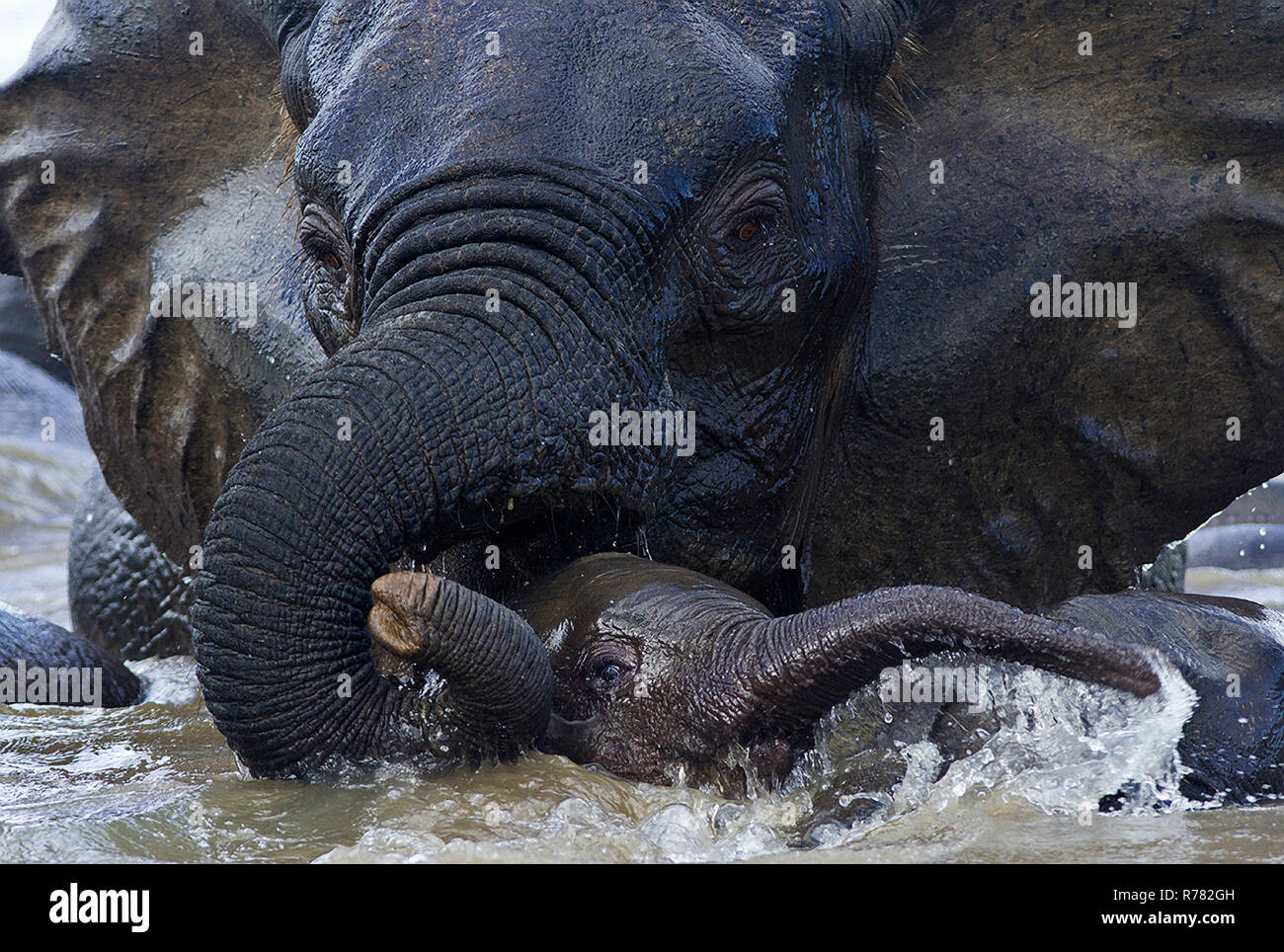 Ein Elefant Mutter hilft Ihren ungestümen Kalb, wie Sie einem der vielen Kanäle des Rufiji Fluss überqueren, um sicherzustellen, dass sie nicht von der Strömung mitgerissen zu erhalten Stockfoto