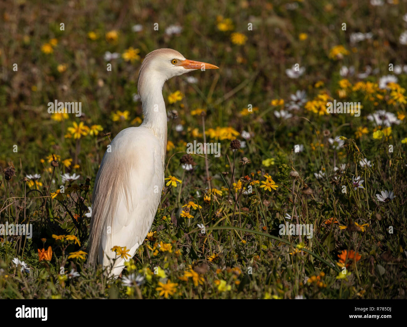 Kuhreiher, Bubulcus ibis, in der postberg Reserve, West Coast National Park, Südafrika. Stockfoto