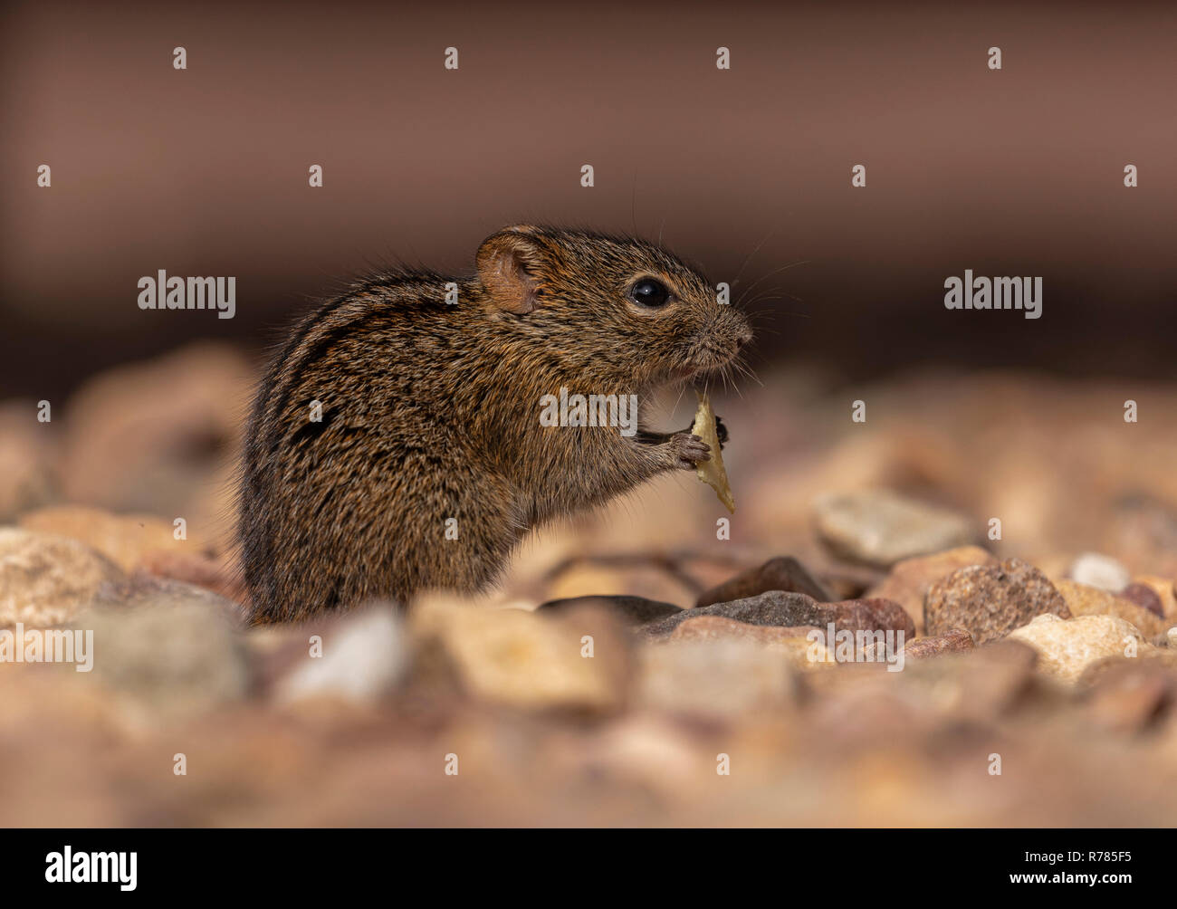 Striemengrasmaus, Rhabdomys pumilio, Fütterung im Picknickbereich, Cape Point. Südafrika. Stockfoto