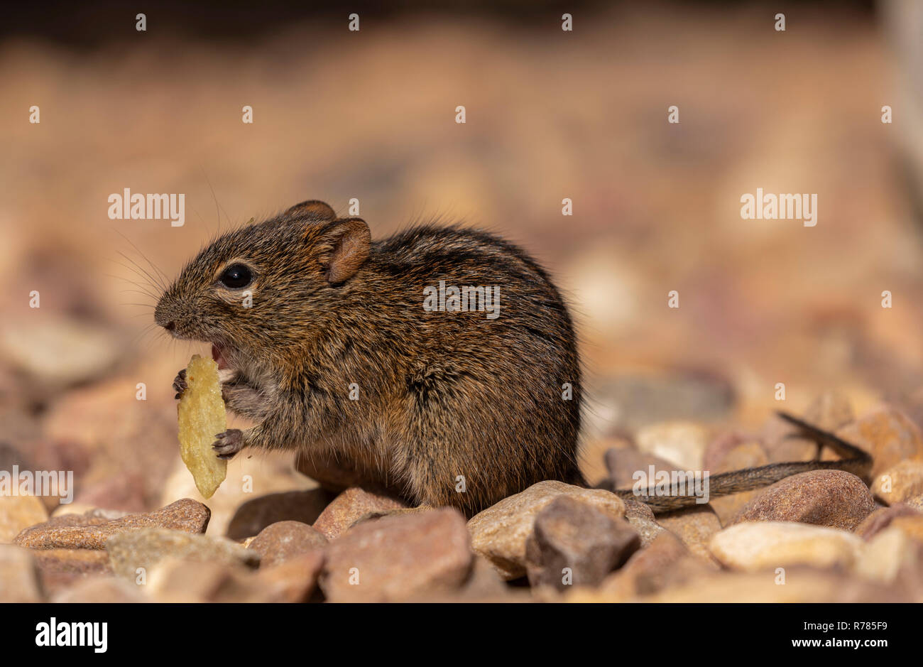 Striemengrasmaus, Rhabdomys pumilio, Fütterung im Picknickbereich, Cape Point. Südafrika. Stockfoto