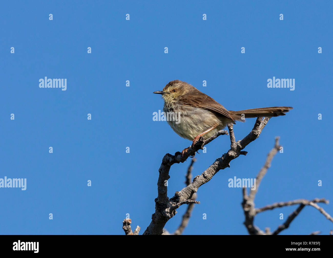 Karoo Prinia, Prinia maculosa, in der Brutzeit im Scrub, Cape Point, Südafrika. Stockfoto