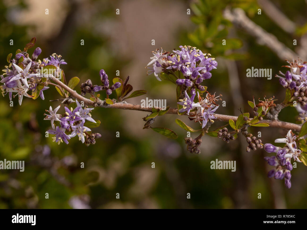 Puzzle Bush, Ehretia rigida ssp. rigida in Blume, Namaqualand, Südafrika. Stockfoto