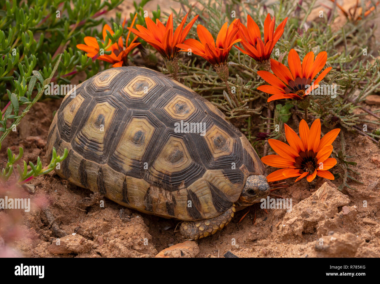 Anwinkeln Schildkröte, Chersina angulata, unter Gazanias; Südafrika. Stockfoto