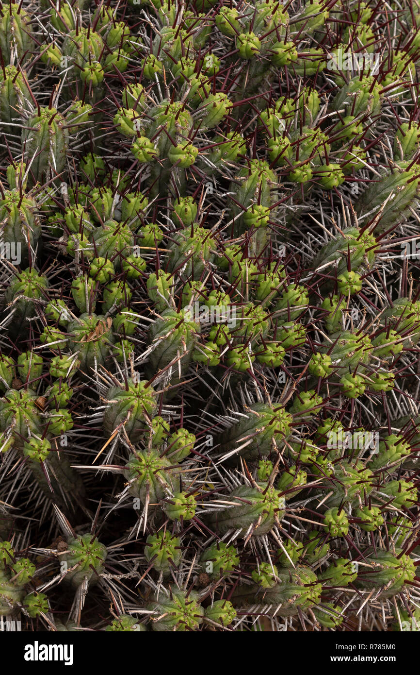 Nadelkissen Euphorbia, Euphorbia enopia, in semi-Wüste, Süd-West-Afrika. Stockfoto