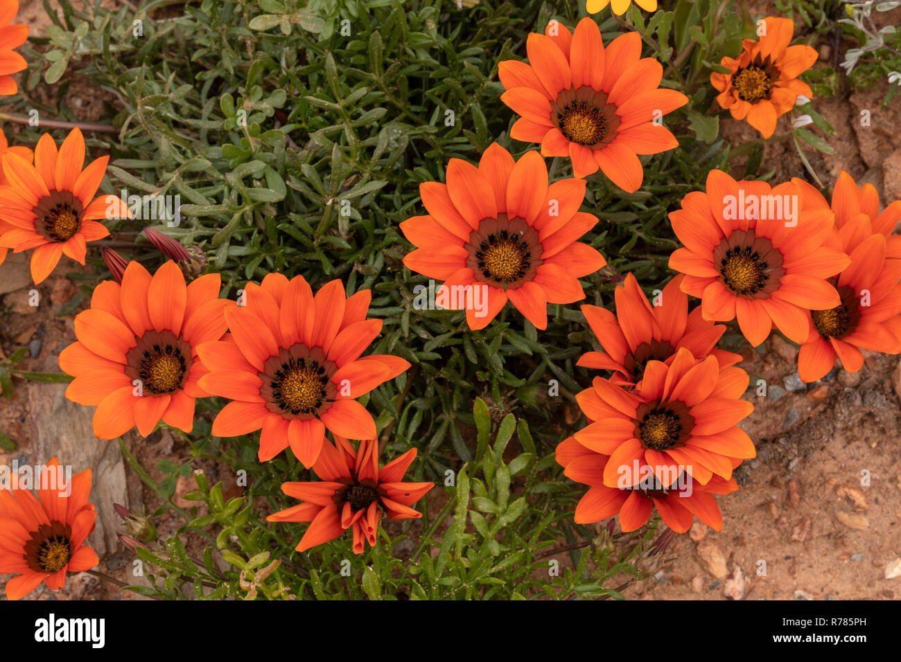 Terrakotta gazania krebsiana, Gazania in Blume im Namaqualand, Südafrika. Stockfoto