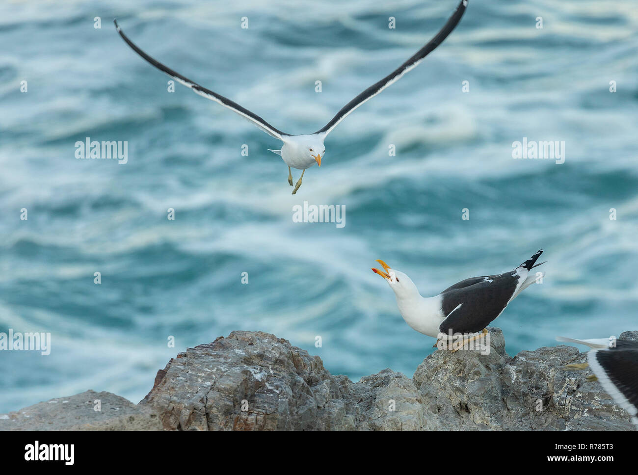 Kelp Gull, Larus dominicanus, Paar auf küstennahen Felsen, Western Cap, Soutrh Afrika. Stockfoto