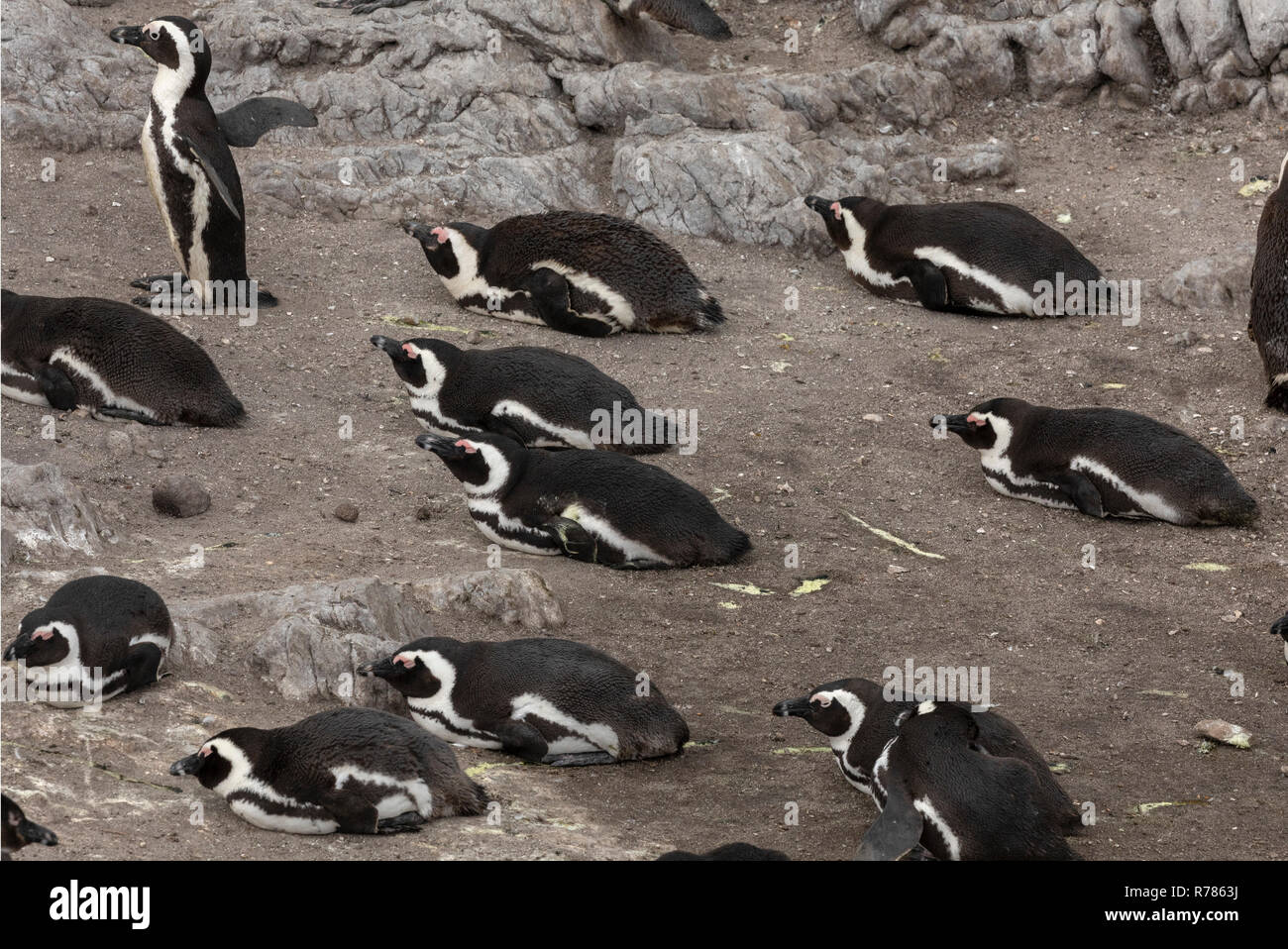 Afrikanische Pinguine Spheniscus demersus, an der Bucht Kolonie der Betty, Kapstadt, Südafrika. Stockfoto