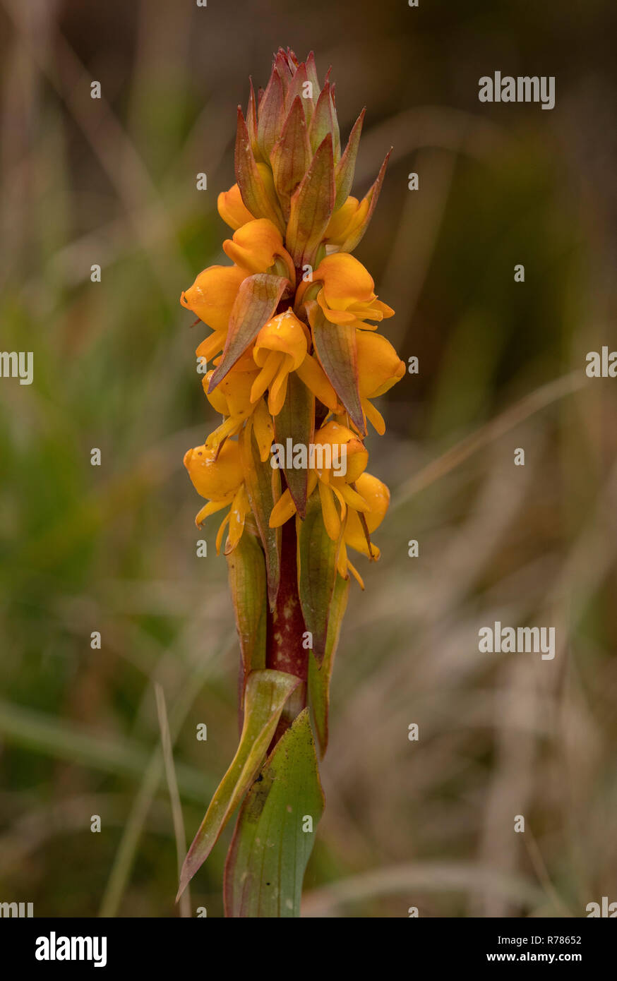 Eine orange Orchidee, Satyrium coriifolium, Blume, Cape, Südafrika. Stockfoto