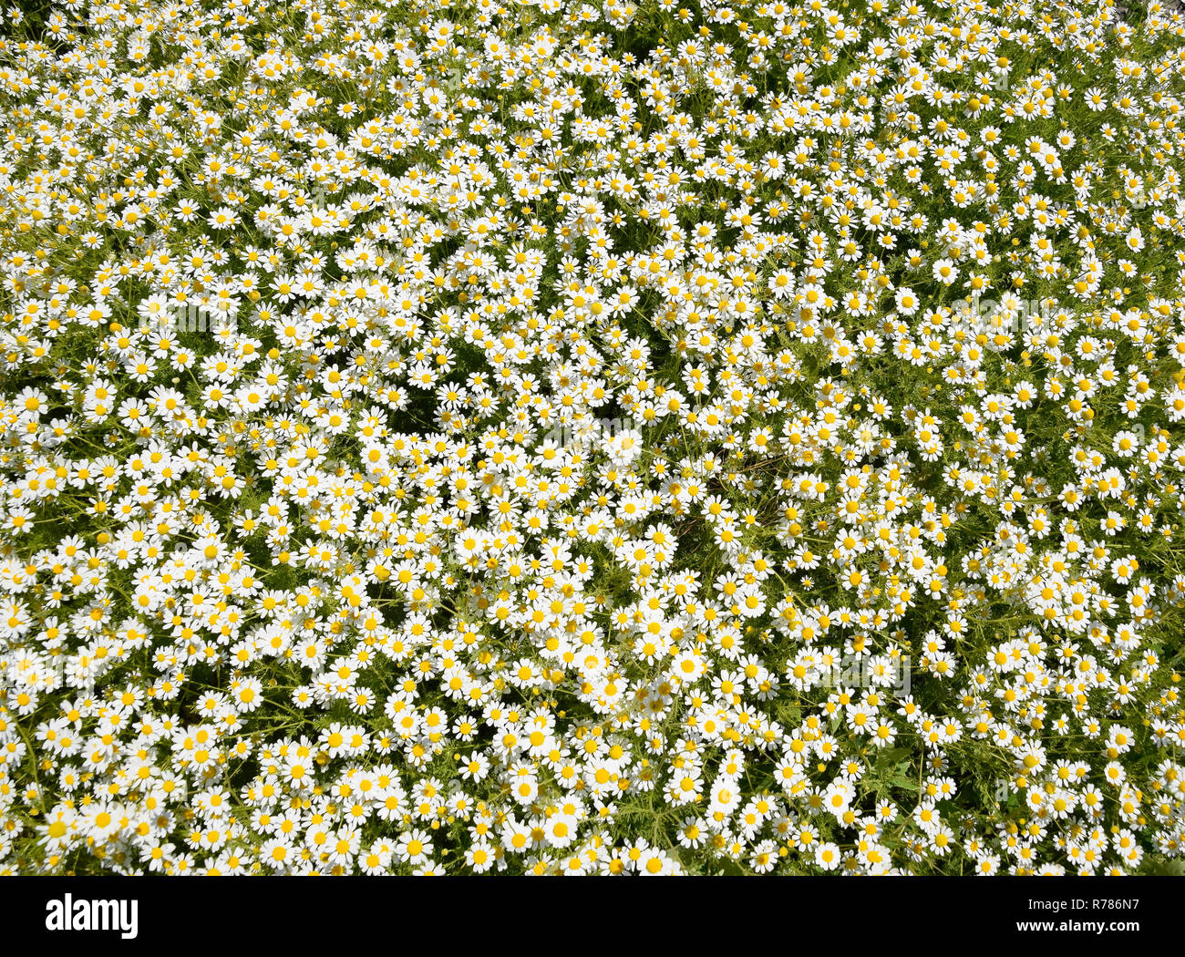 Kamillenblüten. Pharmazeutische Kamille. Heilpflanze Kamille, blühende Stockfoto