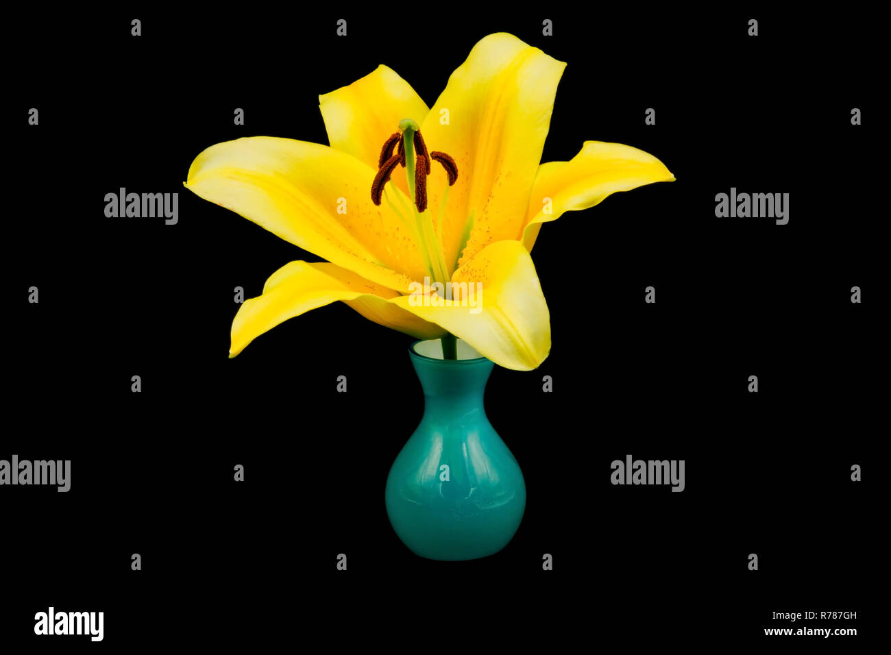 Lily in der Vase Stockfoto