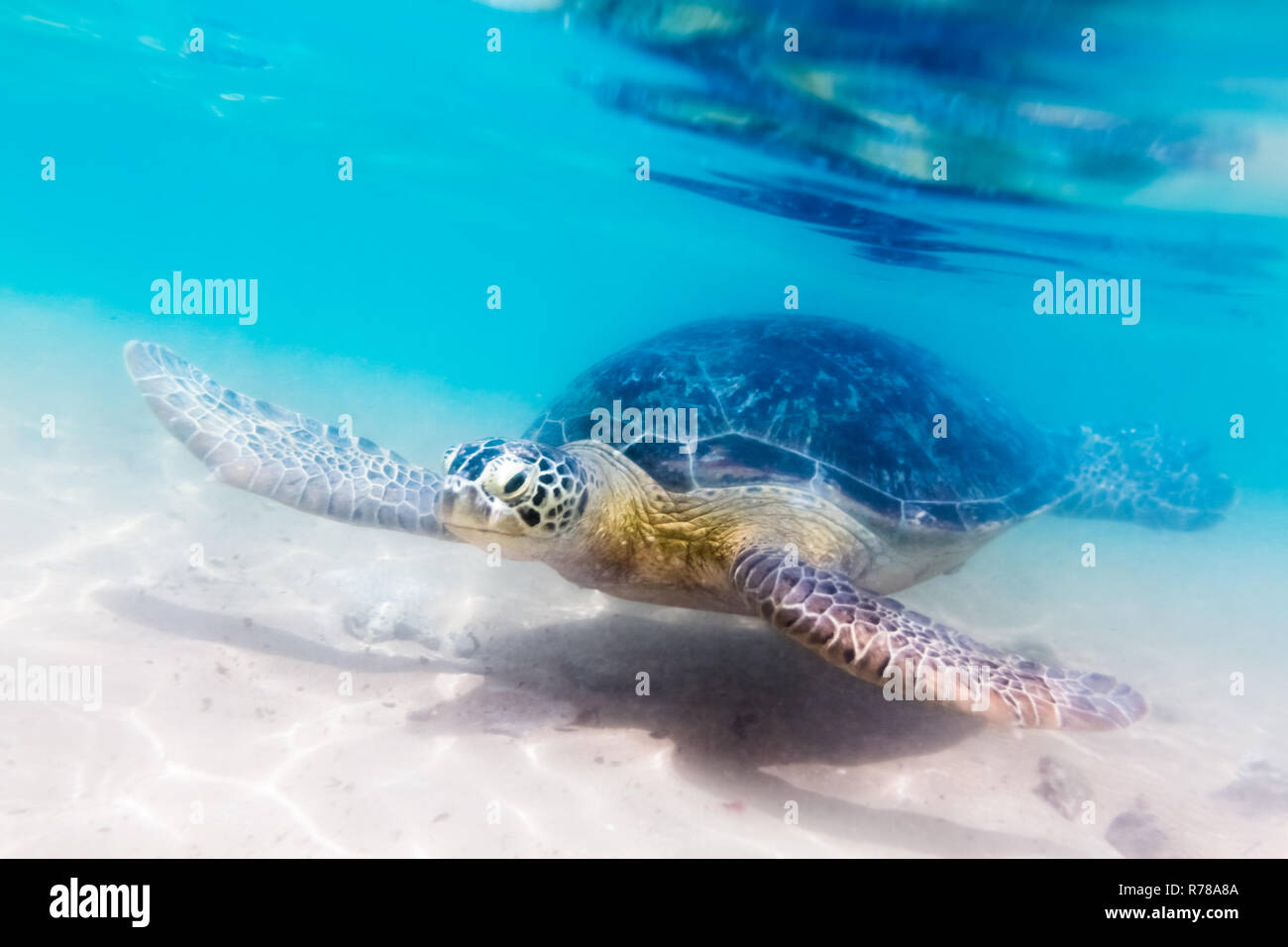Schildkröten am Strand von Hikkaduwa Stockfoto