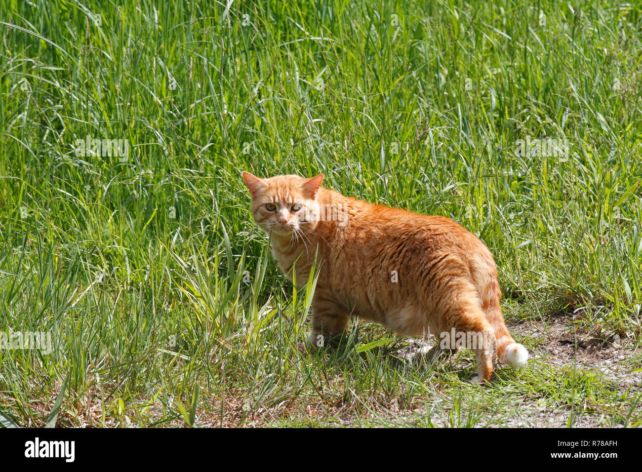Hauskatze, orange Tabby, Jagd auf einer Wiese im Frühjahr, Sachsen-Anhalt, Deutschland Stockfoto