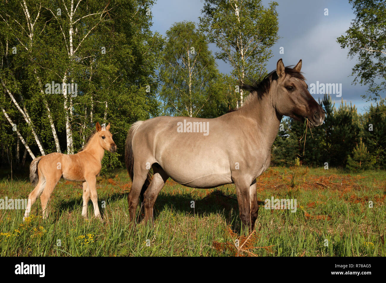 Konik Pferde, Stute und Fohlen, oranienbaumer Heide, oranienbaumer Heide, Sachsen-Anhalt, Deutschland Stockfoto