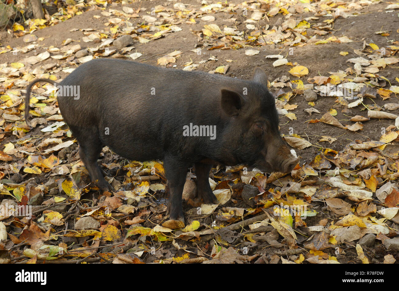 Vietnam Schwein Stockfotos Und Bilder Kaufen Alamy Vietnam Schwein Stockfotos Und Bilder Kaufen Alamy