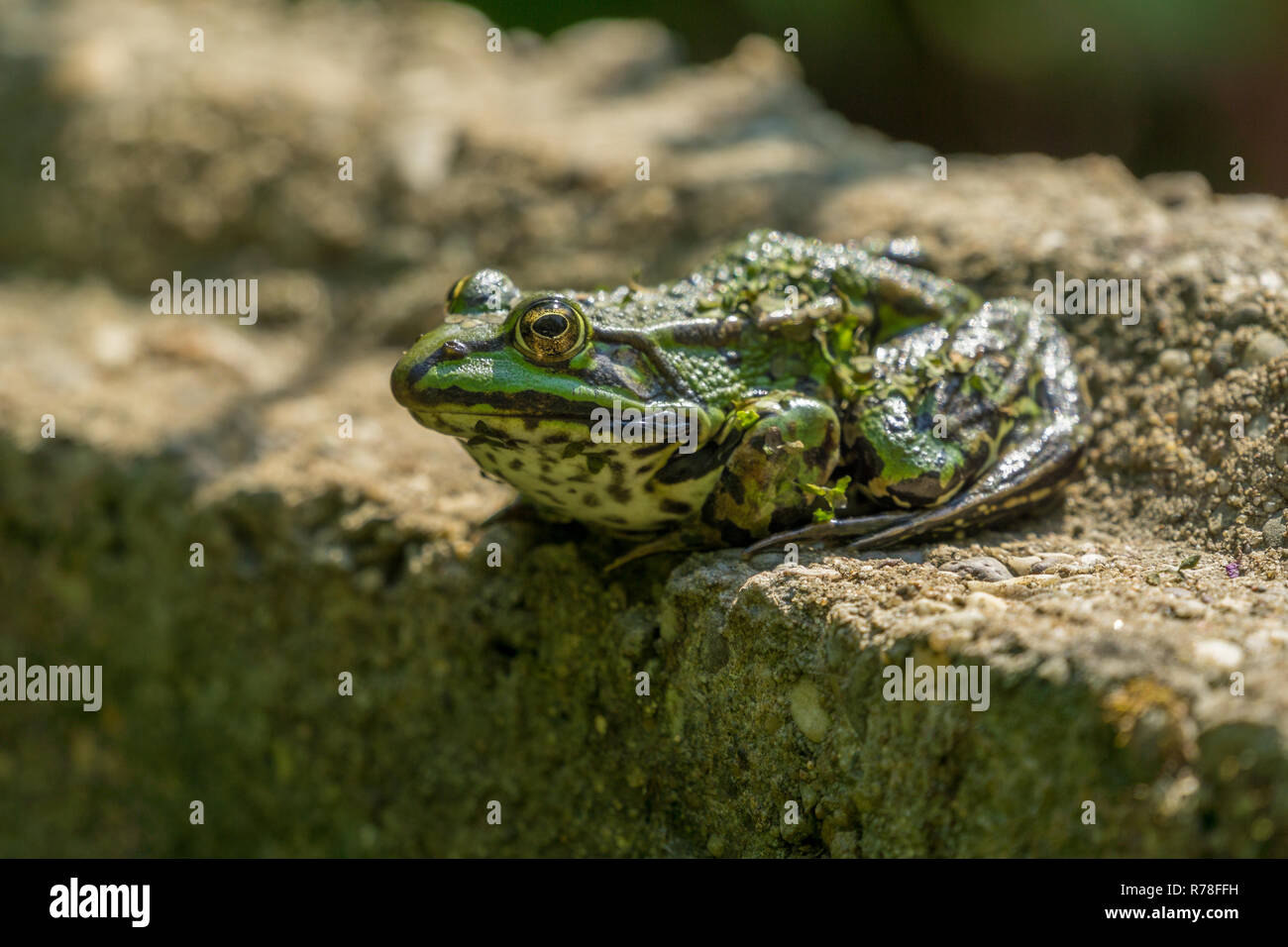 Nahaufnahme eines grünen hocken Frosch auf einer Steinmauer. Stockfoto