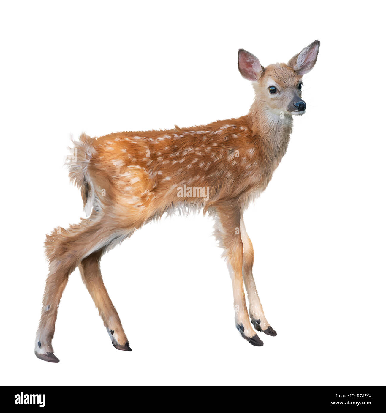 Whitetail deer fawn Aquarell Stockfoto