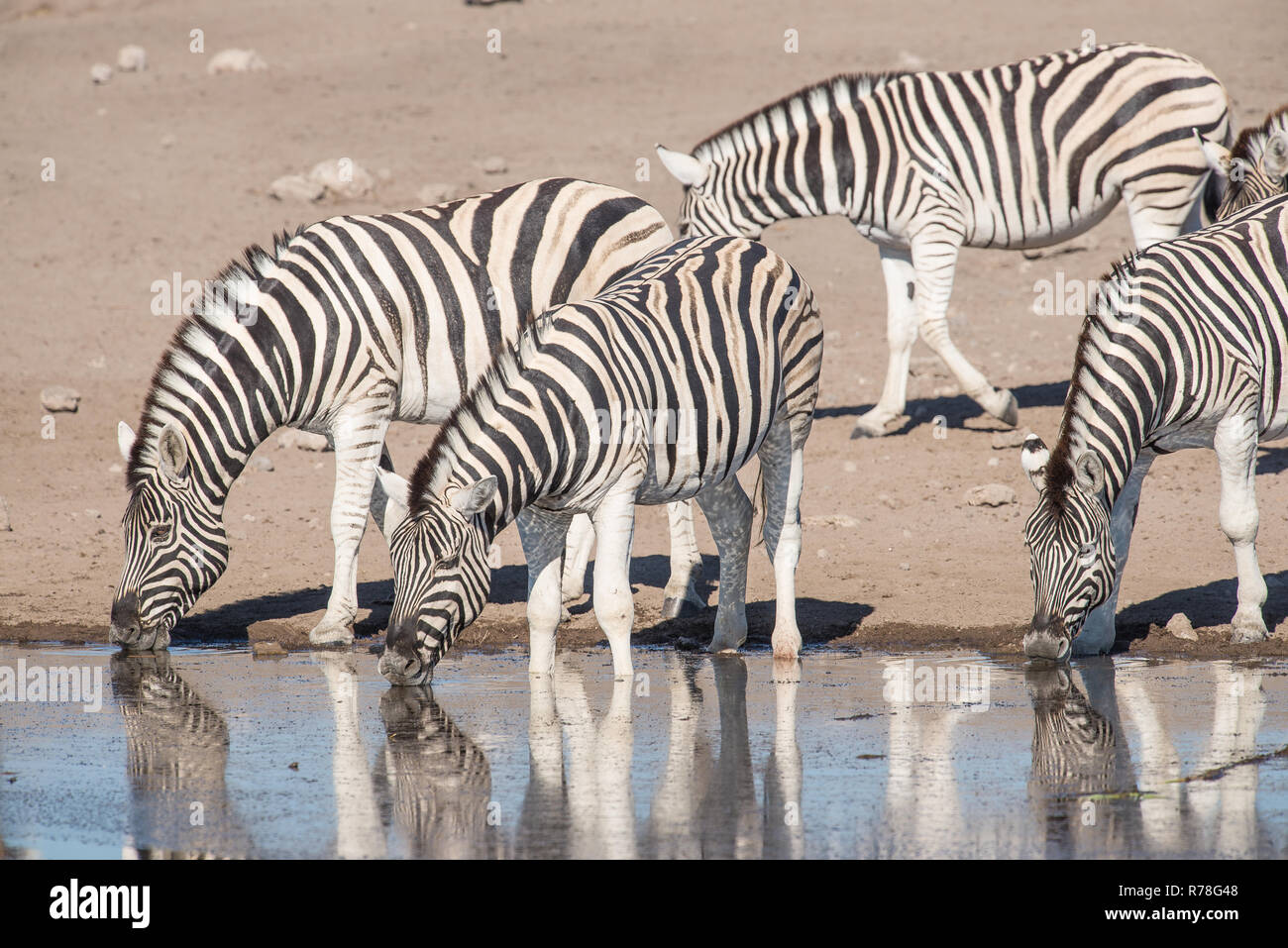Zebras Trinken an einem Wasserloch Stockfoto