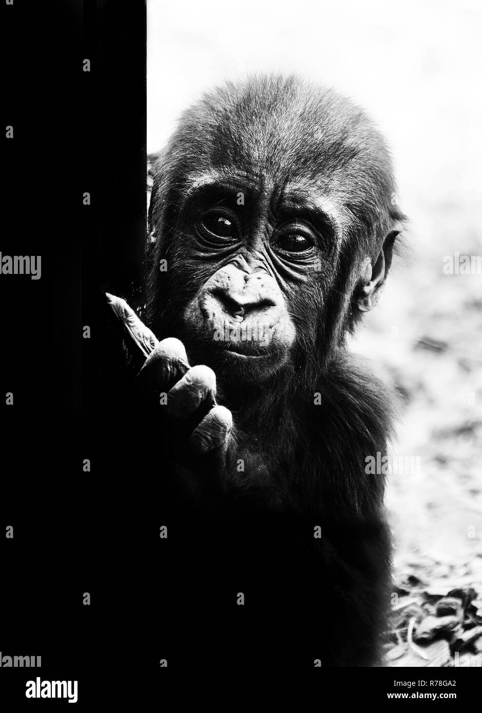 Susses Tierbaby Schwarzweiss Stockfotos Und Bilder Alamy
