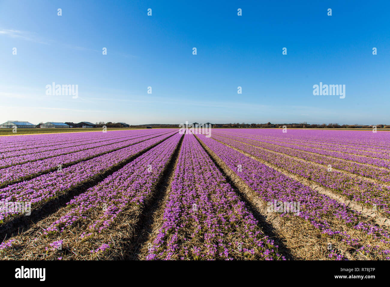 Die Masse des Anbaus von krokussen, Frühling Krokusse (Crocus vernus), Nord Holland, Niederlande Stockfoto