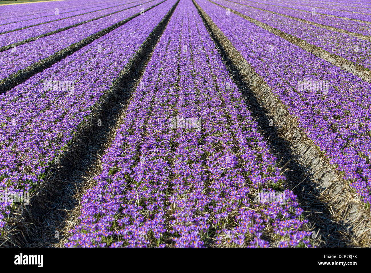 Die Masse des Anbaus von krokussen, Frühling Krokusse (Crocus vernus), Nord Holland, Niederlande Stockfoto