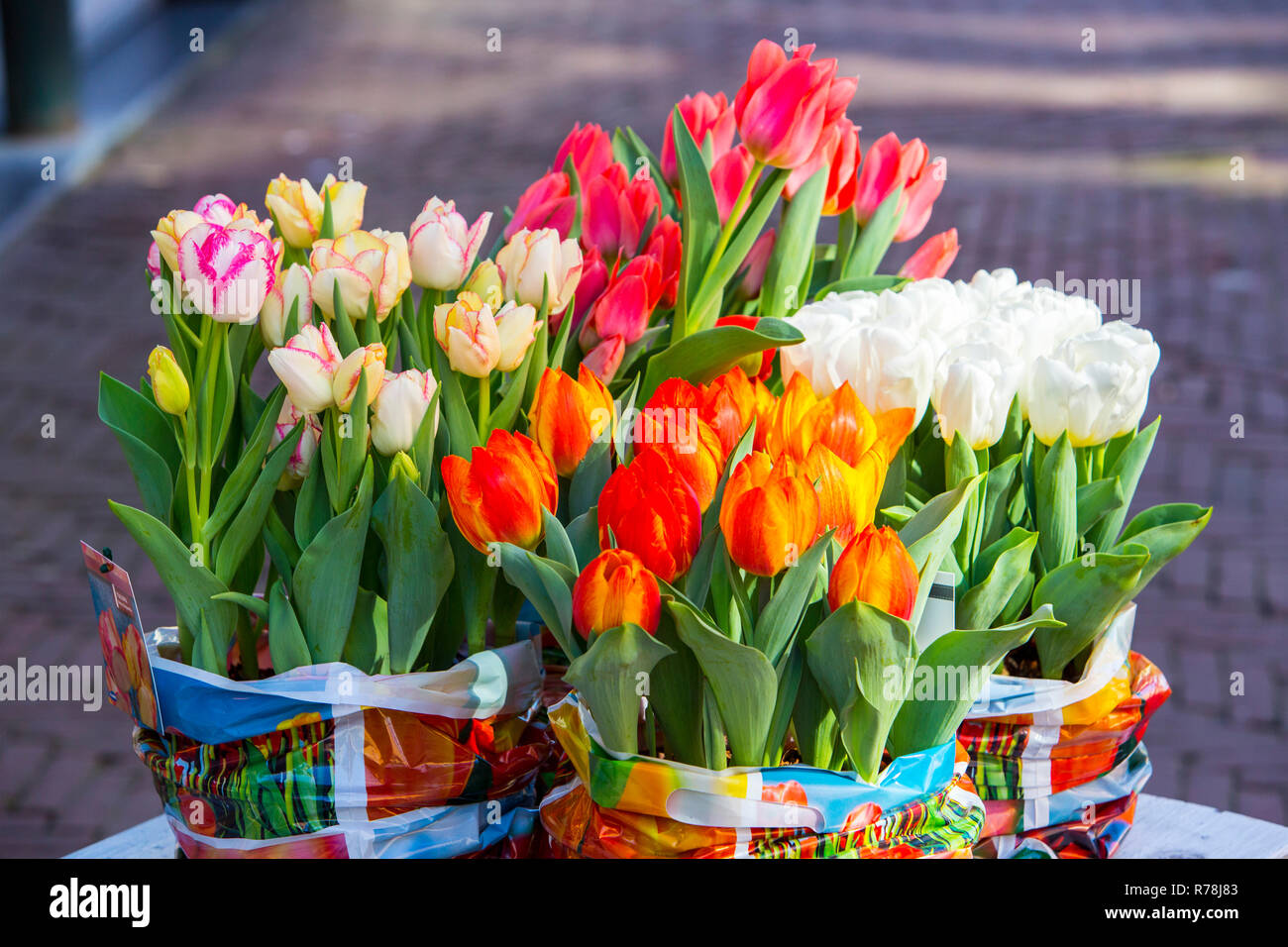 Tulpen (Tulipa) in loser Schüttung, Alkmaar, Noord-Holland, Niederlande Stockfoto