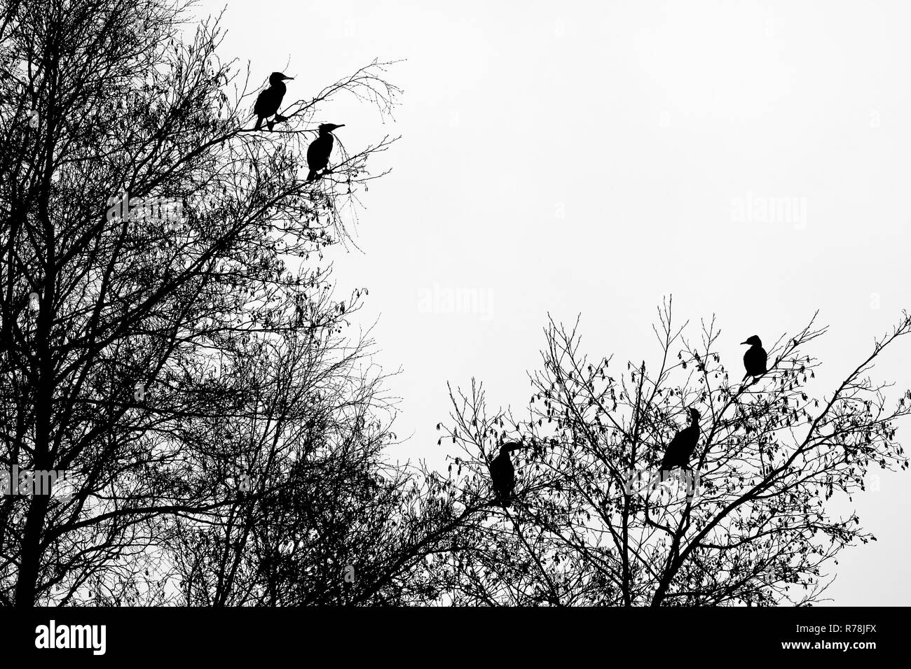 Kormorane (Phalacrocorax carbo) auf einem Baum, Silhouette, Hessen, Deutschland Stockfoto