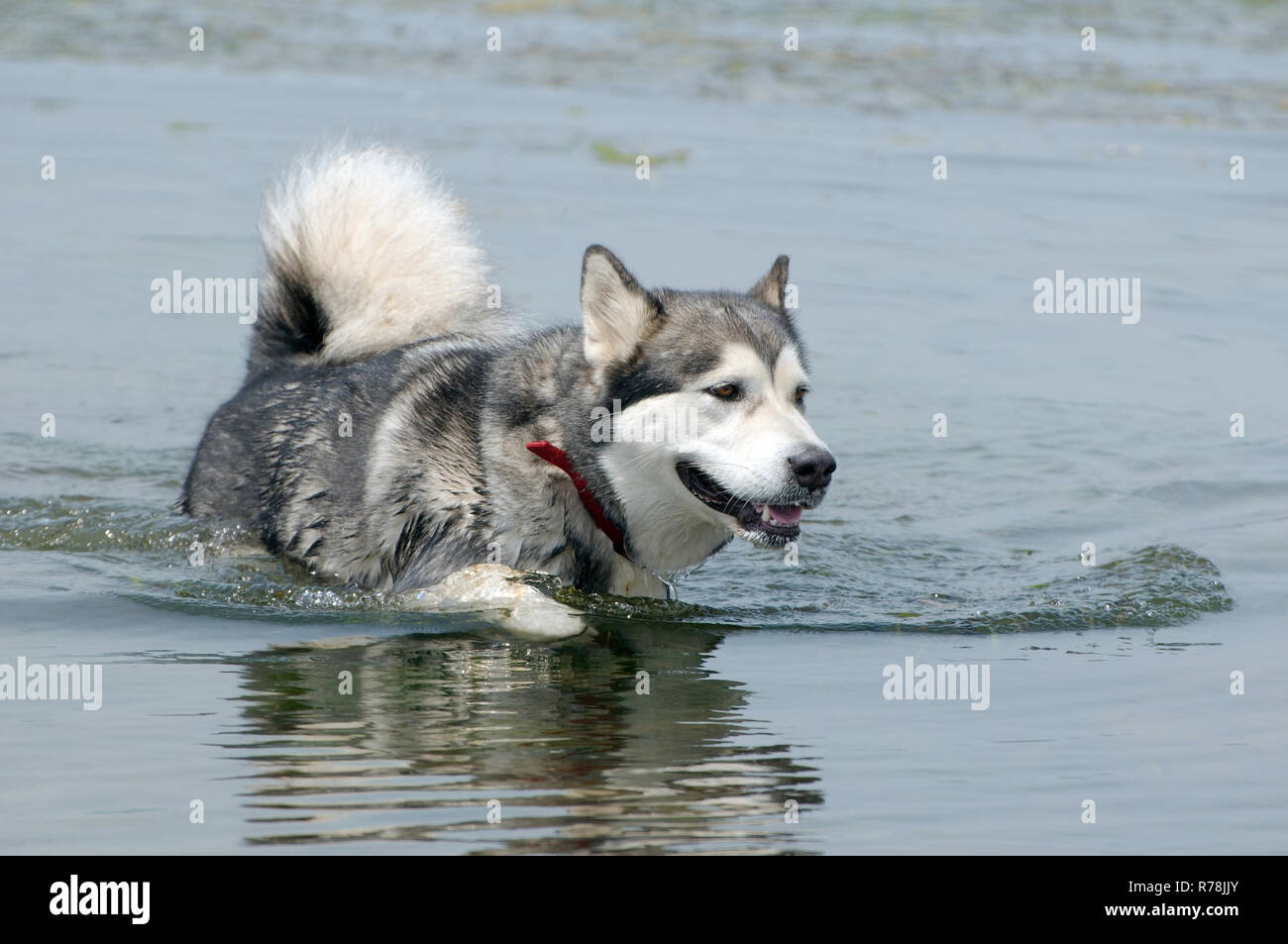 Alaskan Malamute (Canis Lupus Familiaris) im Wasser, Meer von Japan, Wladiwostok, Primorski Krai, Russland Stockfoto