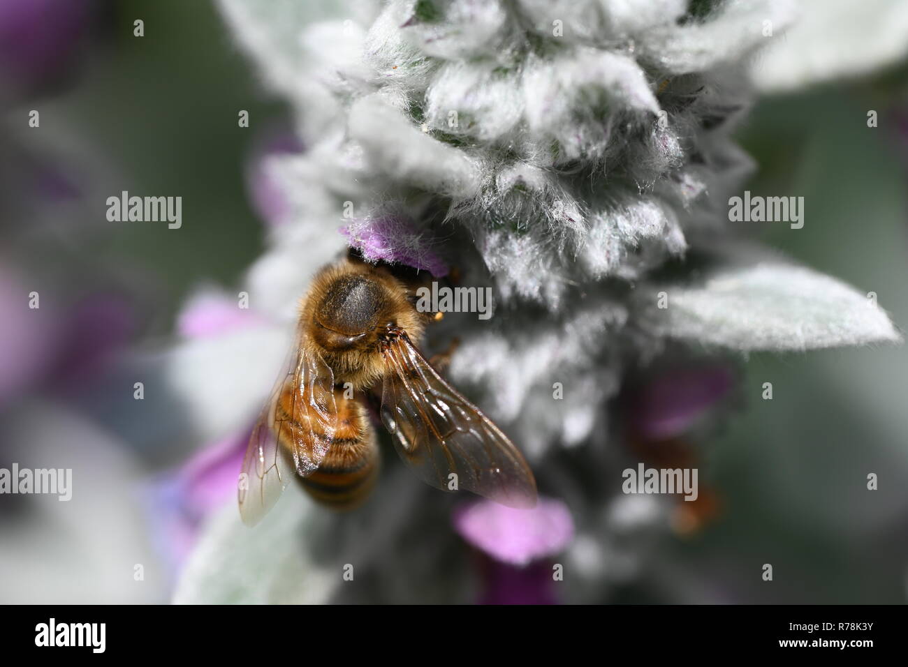 Biene-Makro Stockfoto