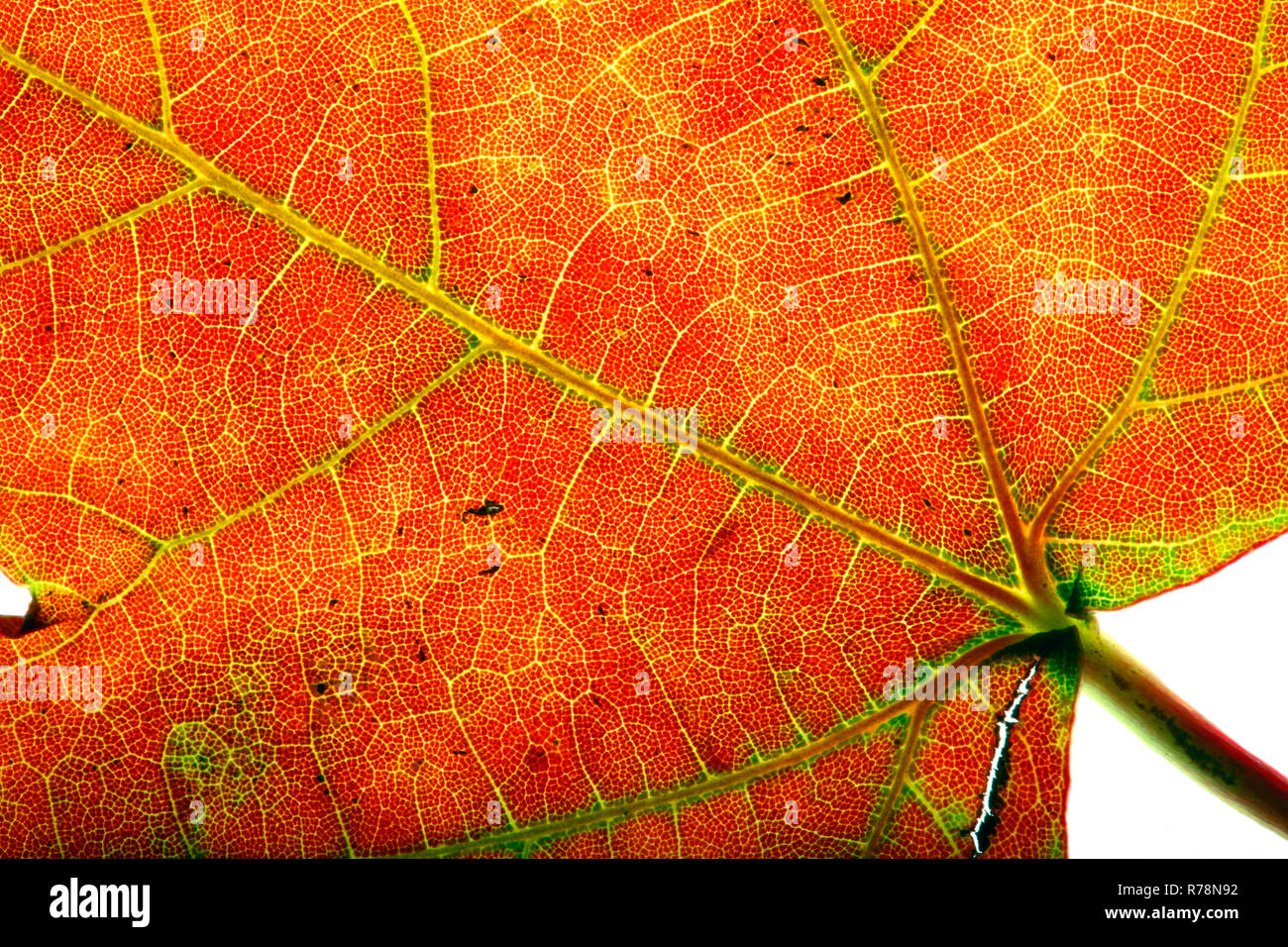 Autumn Leaf, American sweetgum (Liquidambar styraciflua) Stockfoto