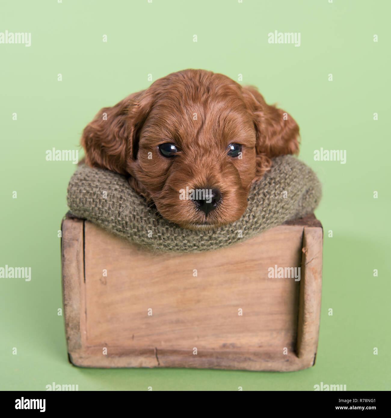 Cockapoo Puppy dog cute professionelle Fotografie Stockfoto