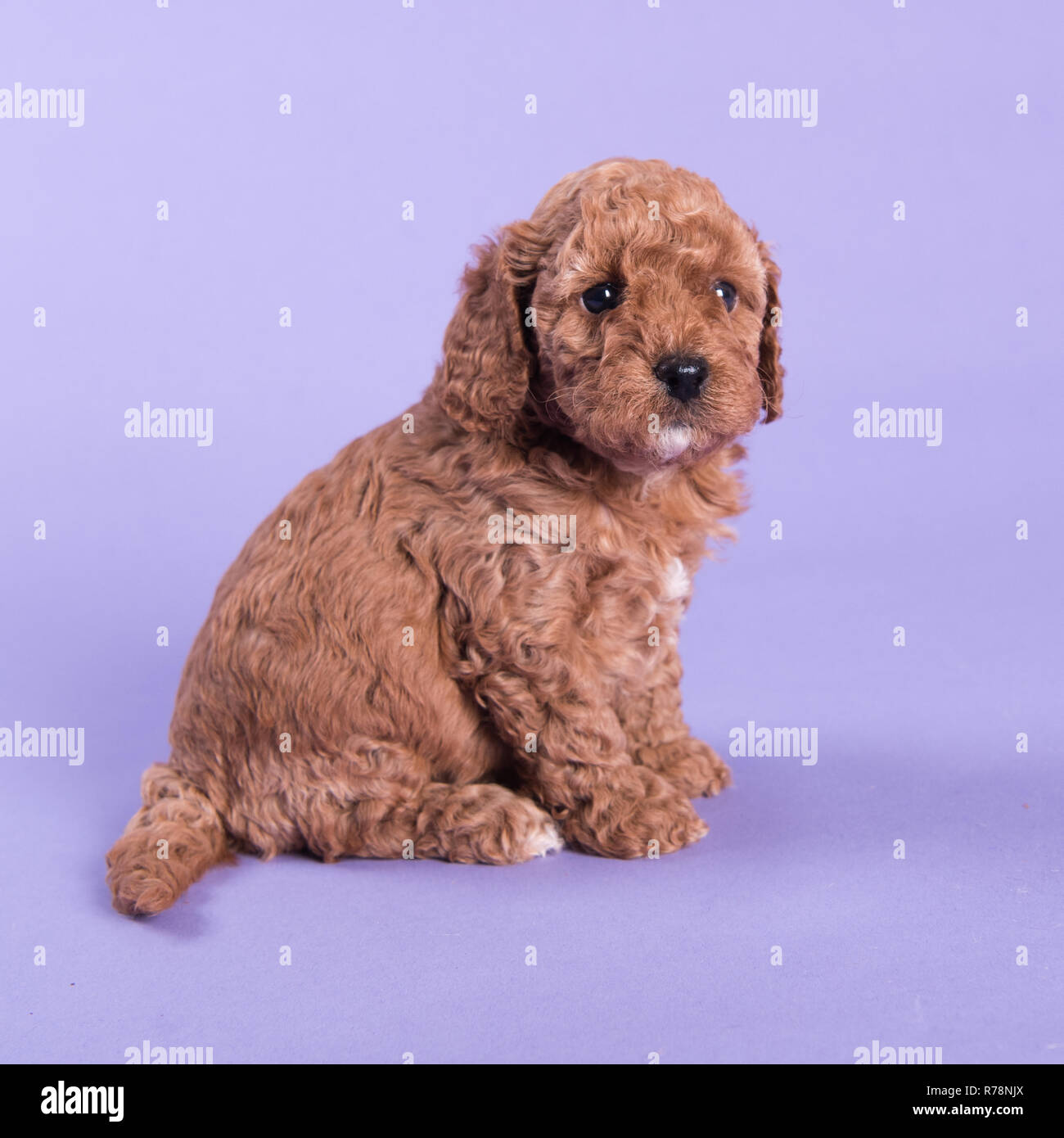 Cockapoo puppy -Fotos und -Bildmaterial in hoher Auflösung – Alamy