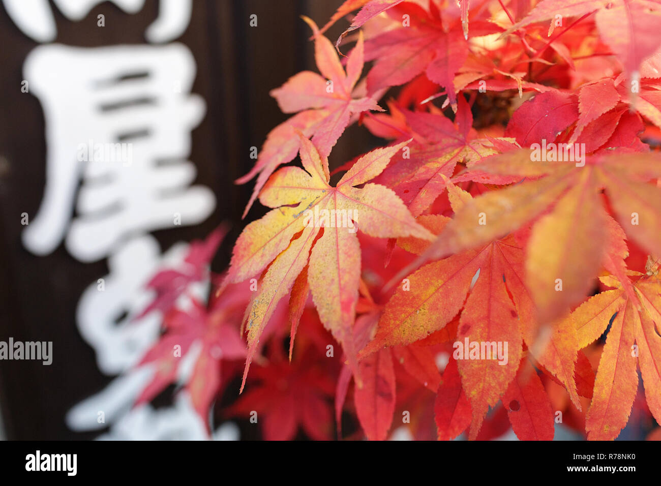 Red maple Baum im Topf im Herbst auf der Straße von Narai Juku, Japan Stockfoto