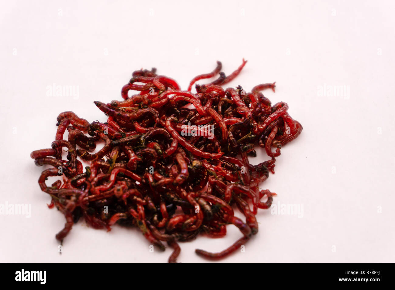 Bloodworm. Futtermittel für Fische. Eine Nahaufnahme Stockfoto