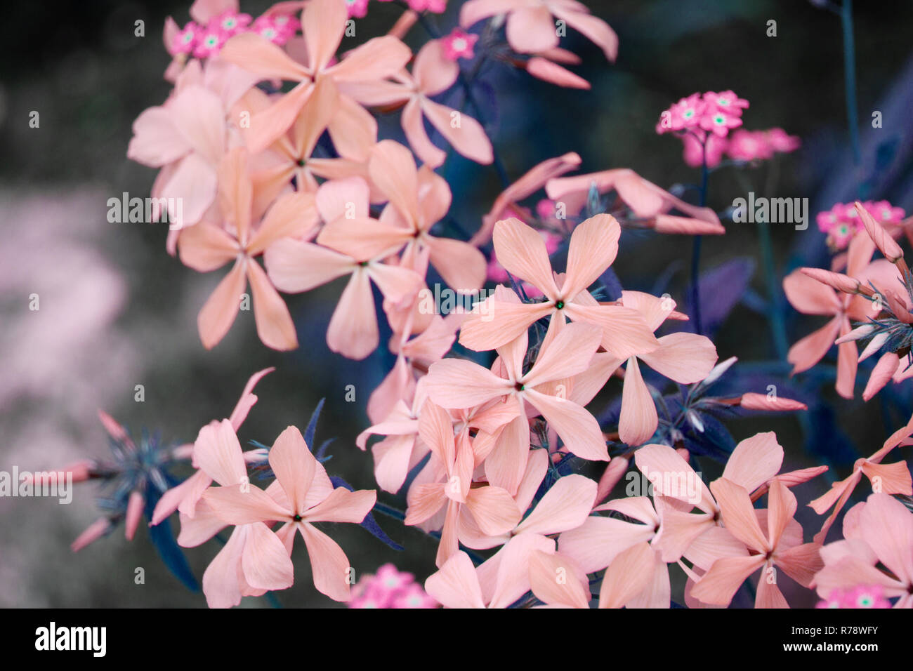 Weiss Und Rosa Phlox Subulate Im Garten Ansicht Von Oben Schone