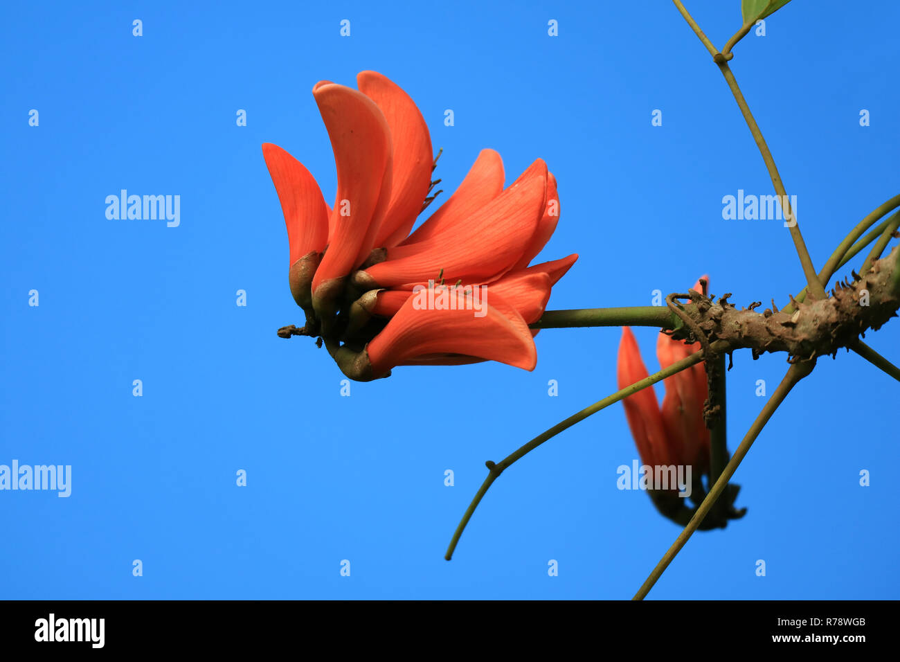 Vivid Orange Farbe Coral Tree Blume blühen gegen Vibrant Blue Clear Sky auf der Osterinsel, Chile Stockfoto