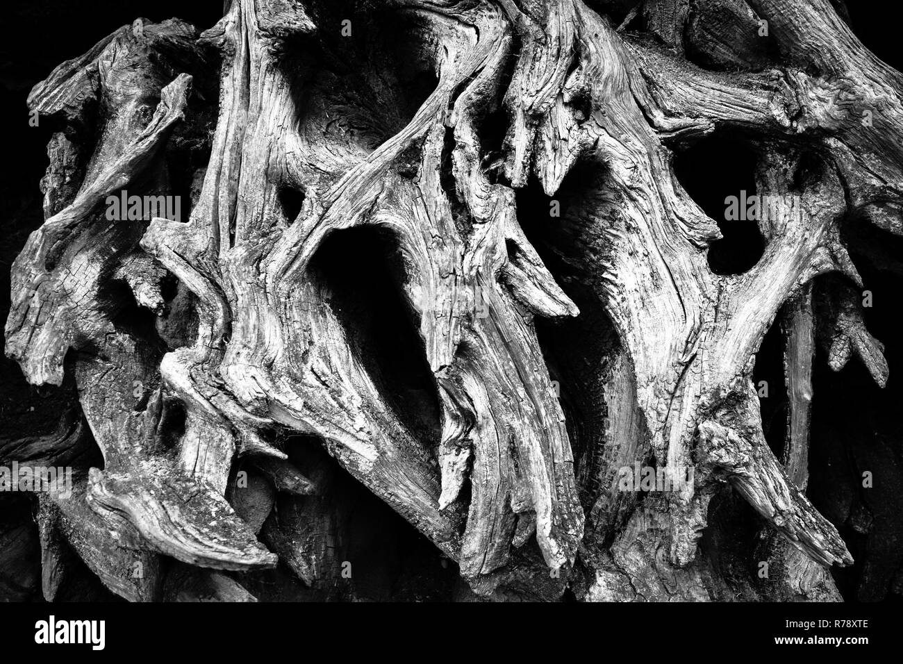 Eiche Wurzeln zeigen ein natürliches Muster Stockfoto