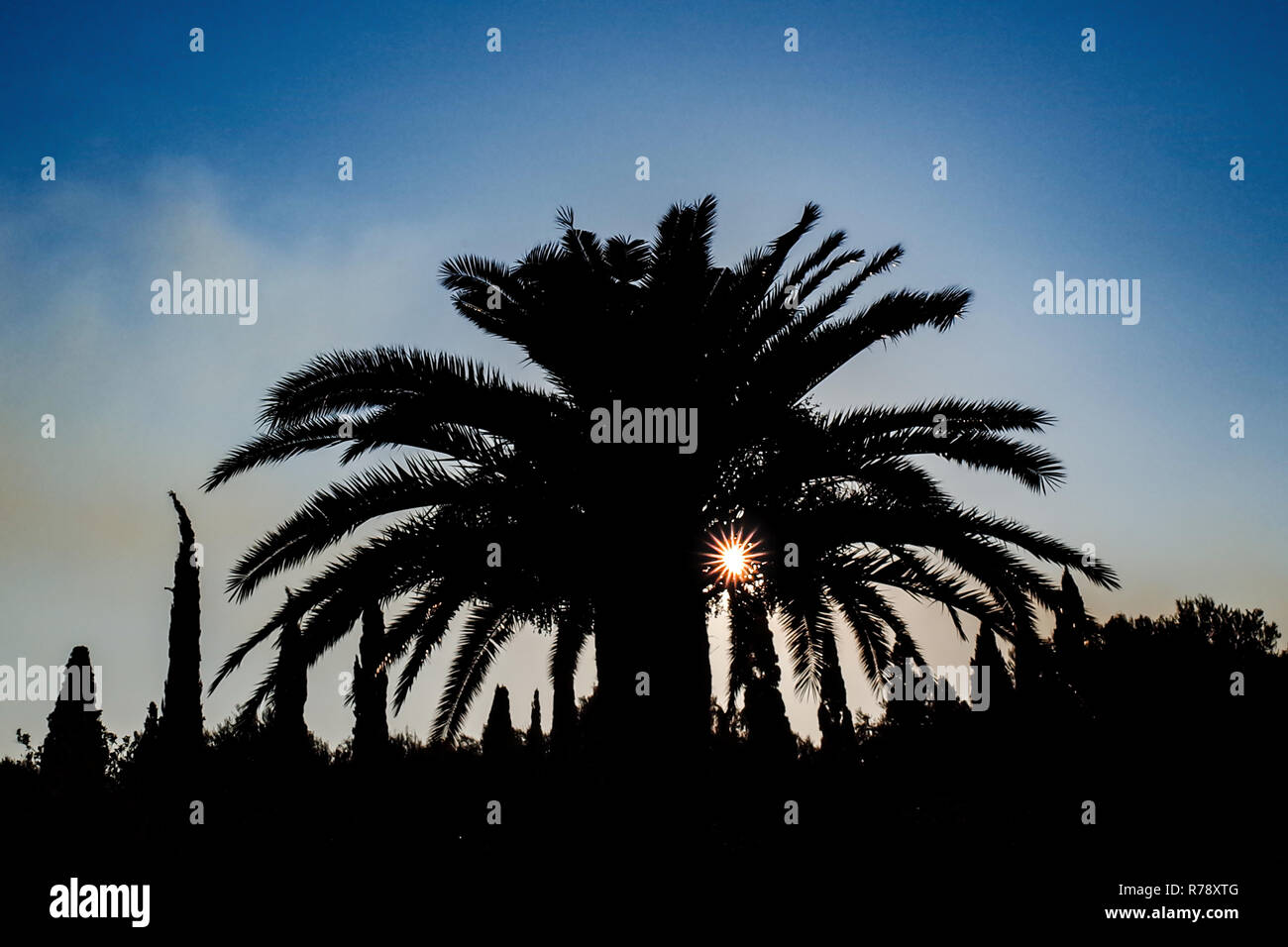 Sonnenlicht durch Palm Blätter Stockfoto