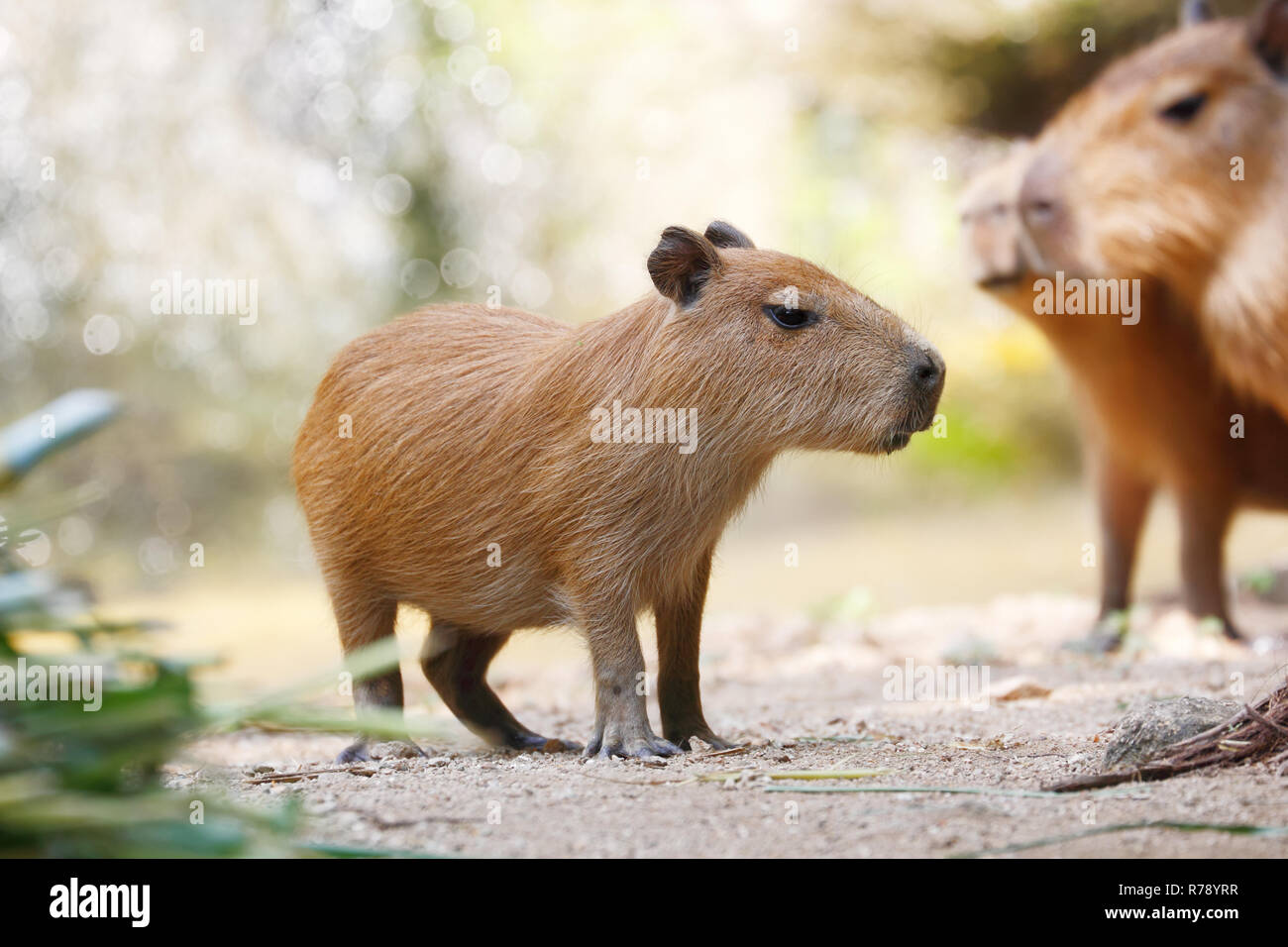 Sehr niedliches größte Nagetier Capybara (Hydrochoerus hydrochaeris) Stockfoto
