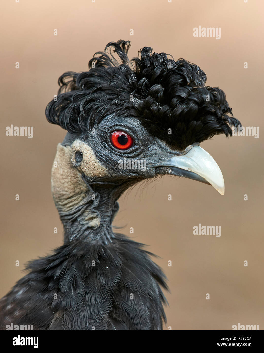 Crested Guineafowl (Guttera pucherani) - Portrait übersicht Wappen von gekräuselte schwarze Federn auf die Krone von seinem Haupt Stockfoto